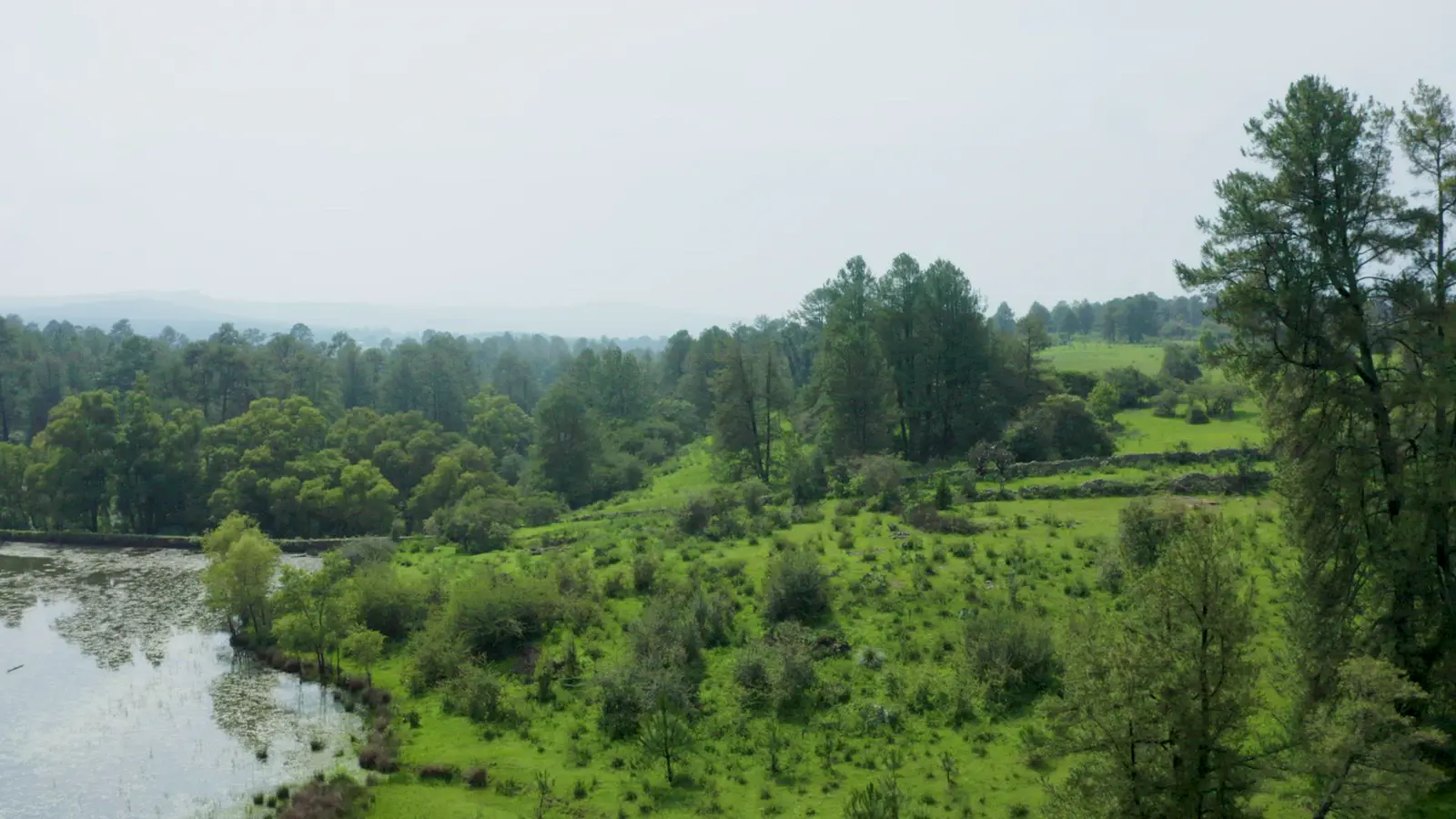 Forest — sustainability in sourcing